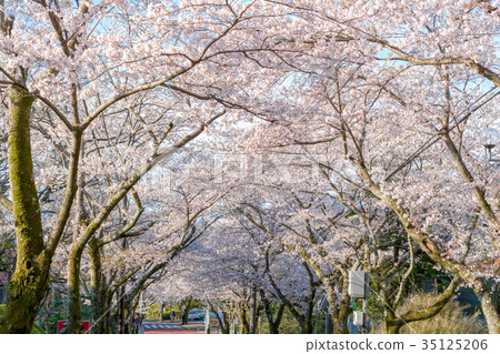 Izu highland cherry tree (April cherry tree lined cherry tree) 35125206