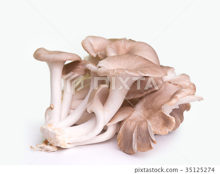 Angel mushroom ,Healthy food concept. 35125274