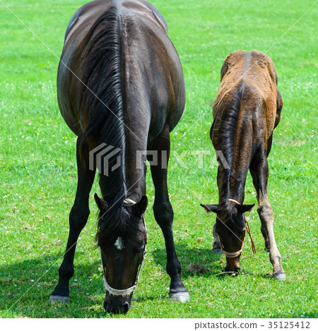 Parent and child eating grass 35125412