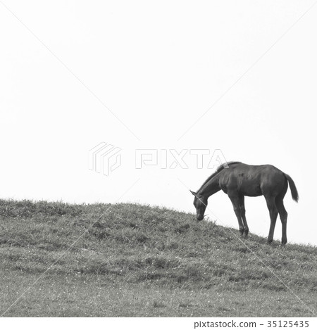 馬吃草 35125435