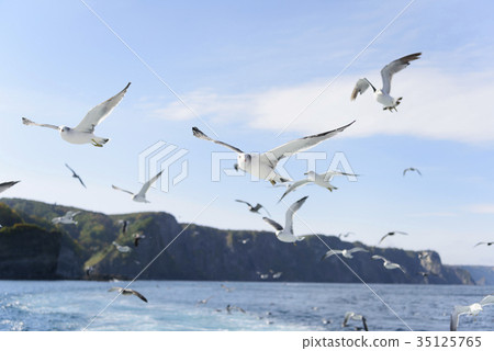 Sea cat running parallel to a ship 35125765