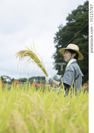 Rice Ceremony Image Rice Ceremony Image 35125787