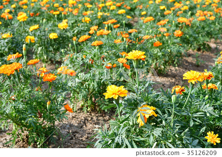 Japan's 100 Great Castles / Sakura Castle 35126209