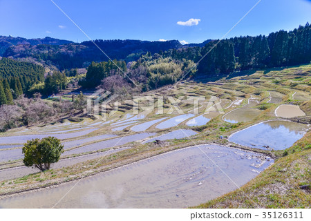 Wait for rice planting Oyama Senmaida 35126311