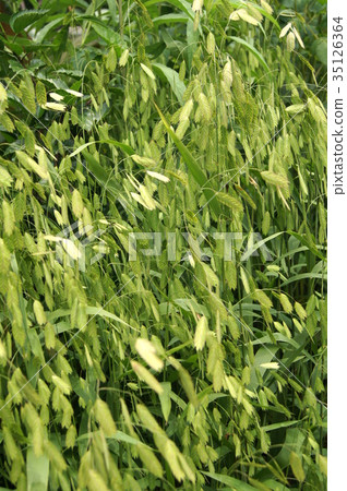 Kobanso集群 35126364