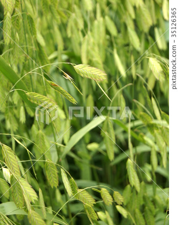 Kobanso集群 35126365