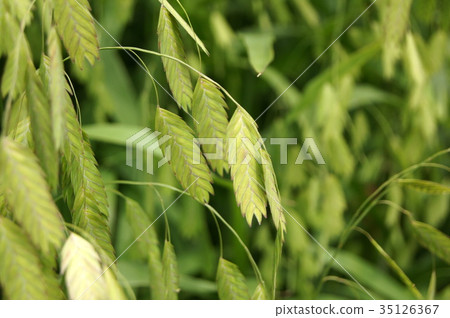 Kobanso集群 35126367