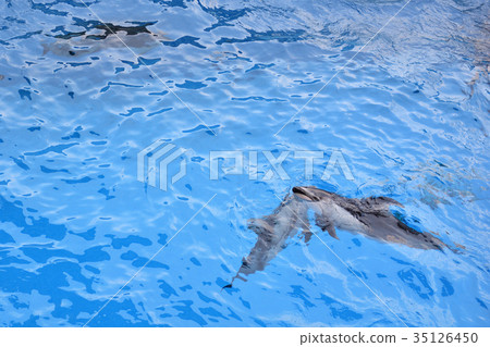 Hakkeijima Sea Paradise Hakkeijima Sea Paradise 35126450