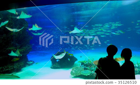 水族館 水族館 35126510