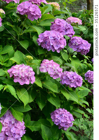 Miura和Myeongonji 35126571