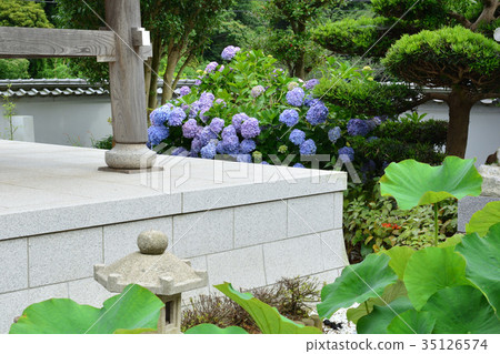 Miura和Myeongonji 35126574