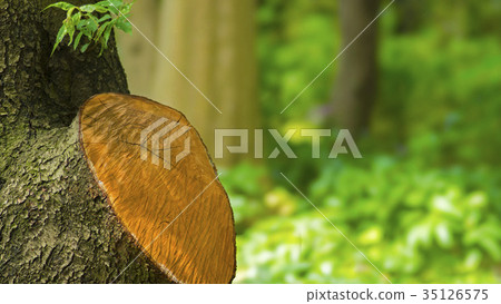 公園風光STF 16：9 35126575