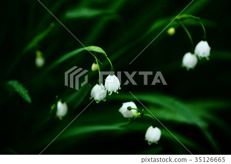開花在毛毛雨的雪花花 開花在毛毛雨的雪花花 35126665