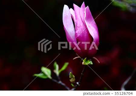 Shimokuren flower in the rain 35126704