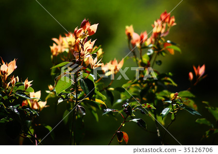 Red young leaves of Kusunoki blooming in the morning sun 35126706