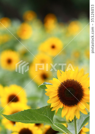 向日葵 向日葵 35126853