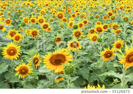 Sun Flower Sun Flower 35126873