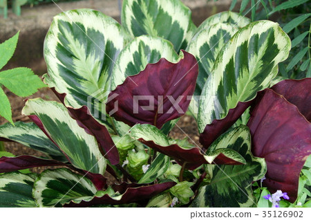 Karathea medallion (houseplant) 35126902