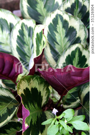 Karathea medallion (houseplant) Karathea medallion (houseplant) 35126904