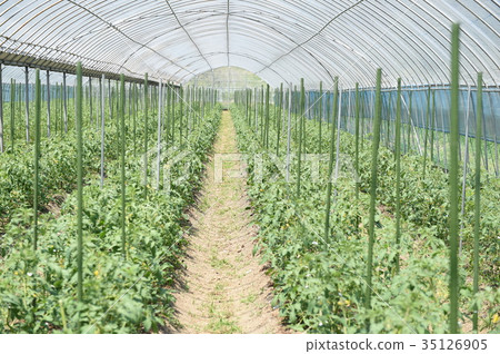 Vegetables Vegetables 35126905