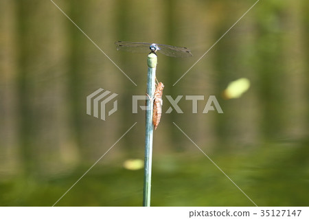 Dragonfly Dragonfly 35127147