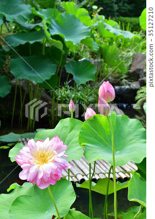 Kamakura · Hase temple Kamakura · Hase temple 35127210