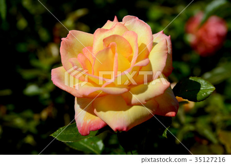 Sheilus Perum 35127216