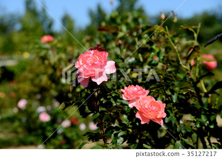 Jardin de France 35127217