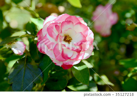 Jubile-du-Prince de Monaco 35127218