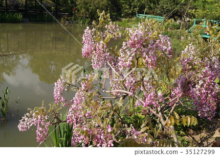 Wakaba and Pink Fuji flowers 35127299