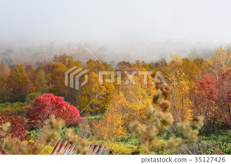 Autumn leaves of Hachimantaira 35127426