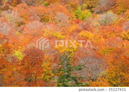 Hachimantaira秋葉 Hachimantaira秋葉 35127431