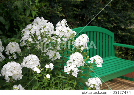 Landscape with phlox and bench 35127474