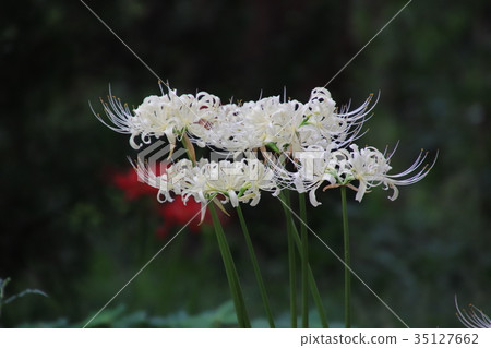 Higa bana flowers Higa bana flowers 35127662