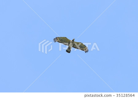 Bee-bear male flight 35128564
