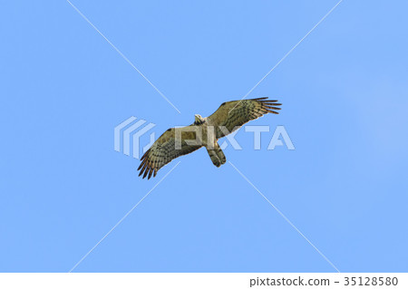 Bee-bear female flight 35128580