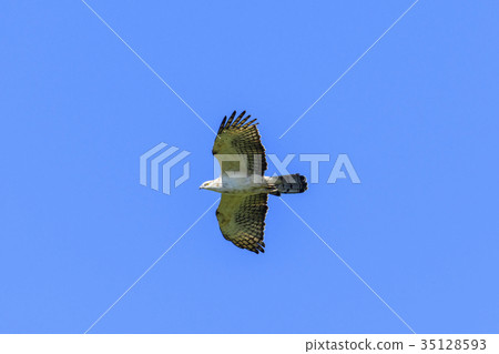 Hachikuma Flight 35128593