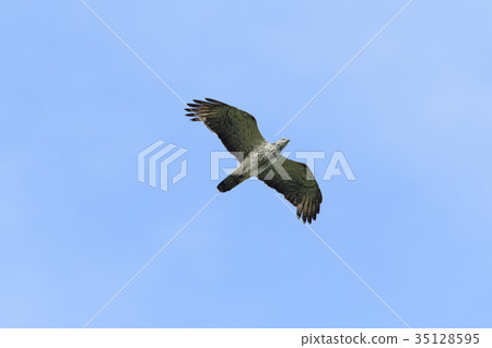 Bee-bear female flight Bee-bear female flight 35128595