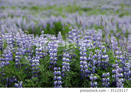 Lu Binghua Huahai 35129117