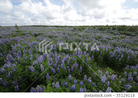 魯冰花花海 魯冰花花海 35129118