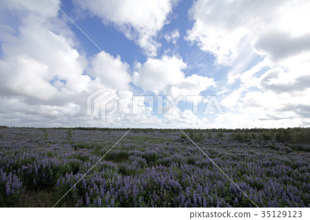 魯冰花花海 35129123