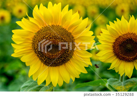 Field of sunflowers 35129288