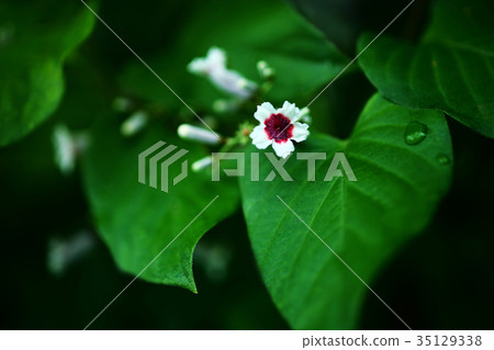 Hexokazura野花 Hexokazura野花 35129338