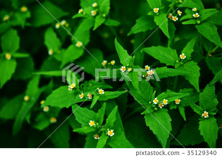 Wild grass Adorable Hakudaimeiku flower Wild grass Adorable Hakudaimeiku flower 35129340