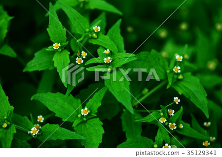 Wild grass Adorable Hakudaimeiku flower 35129341