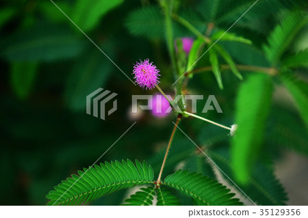 Ojigisaw flowers 35129356