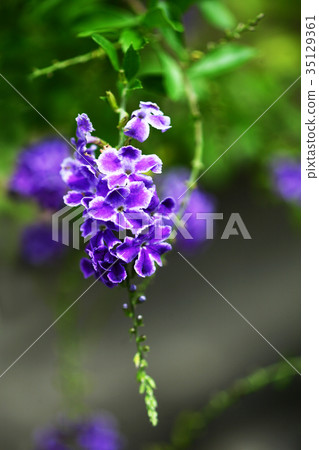 Duranta purple flower Duranta purple flower 35129361