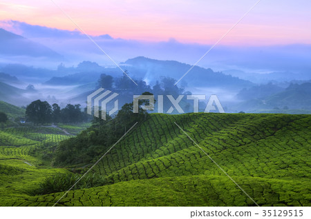Tea Plantation Malaysia Tea Plantation Malaysia 35129515