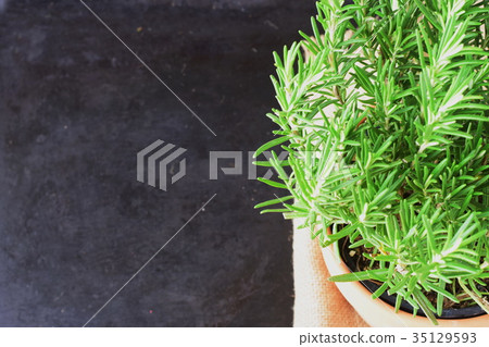Rosemary plant in a ceramic, dark background. 35129593