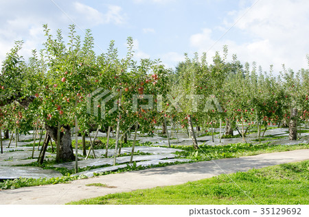 Apples harvest agriculture plantation trees Apples harvest agriculture plantation trees 35129692